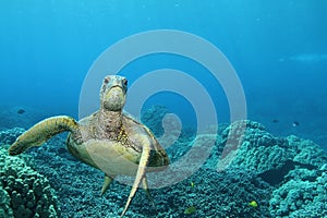 Hawaiian Green Sea Turtle