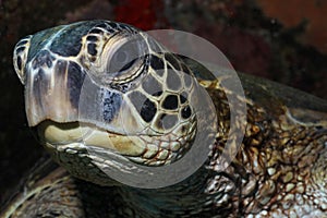 Hawaiian Green Sea Turtle