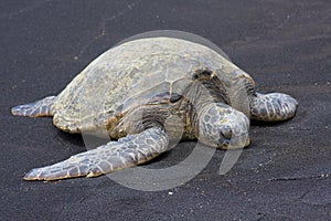 Hawaiian Green Sea Turtle