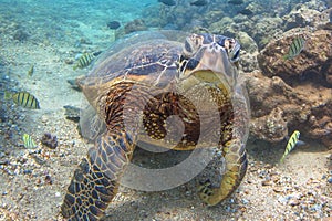 Hawaiian Green Sea Turtle