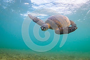 Hawaiian Green Sea Turtle