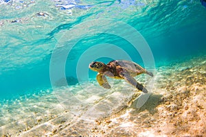 Hawaiian Green Sea Turtle