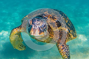 Hawaiian Green Sea Turtle