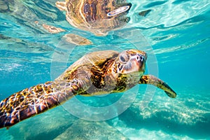 Hawaiian Green Sea Turtle