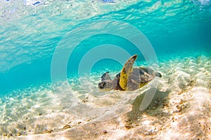 Hawaiian Green Sea Turtle