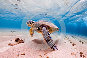 Hawaiian Green Sea Turtle