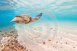 Hawaiian Green Sea Turtle