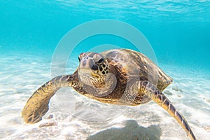 Hawaiian Green Sea Turtle