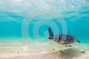 Hawaiian Green Sea Turtle