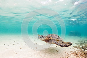 Hawaiian Green Sea Turtle