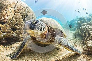 Hawaiian Green Sea Turtle