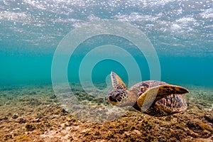 Hawaiian Green Sea Turtle