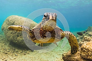 Hawaiian Green Sea Turtle