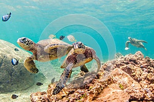 Hawaiian Green Sea Turtle