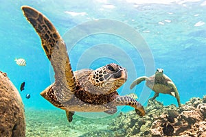 Hawaiian Green Sea Turtle