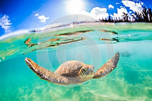 Hawaiian Green Sea Turtle