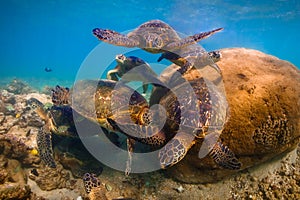 Hawaiian Green Sea Turtle