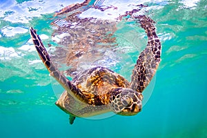 Hawaiian Green Sea Turtle