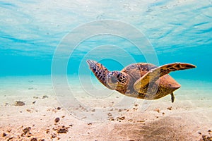 Hawaiian Green Sea Turtle