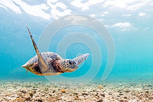 Hawaiian Green Sea Turtle