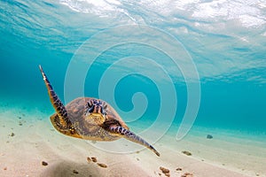 Hawaiian Green Sea Turtle