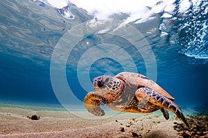 Hawaiian Green Sea Turtle