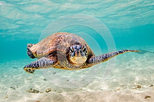 Hawaiian Green Sea Turtle