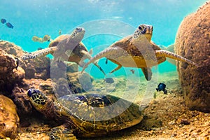 Hawaiian Green Sea Turtle