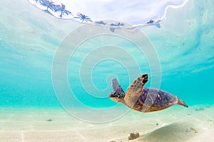 Hawaiian Green Sea Turtle