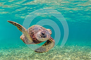 Hawaiian Green Sea Turtle