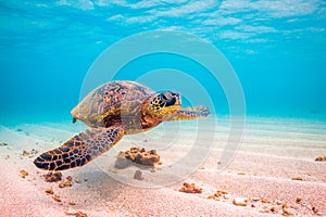 Hawaiian Green Sea Turtle