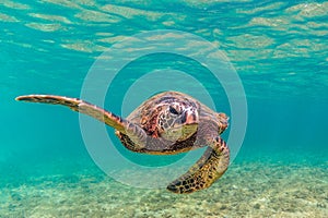 Hawaiian Green Sea Turtle