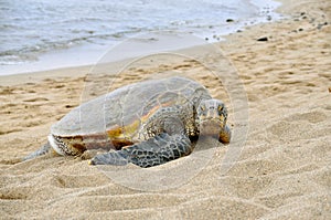 Hawaiian Green Sea Turtle