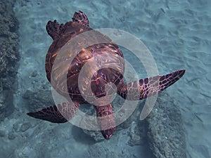 Hawaiian Green Sea Turtle From Above with Fish Hook and Line in Neck