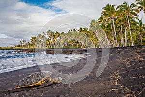 Hawaiian Green Sea Turtle on black sand beach