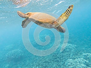 Hawaiian Green Sea Turtle