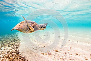 Hawaiian Green Sea Turtle cruising in the warm waters of the Pacific Ocean