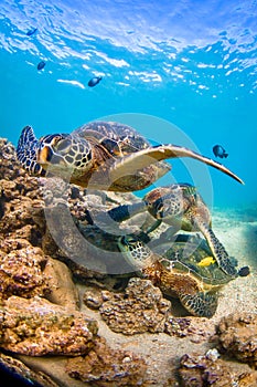 Hawaiian Green Sea Turtle cruising in the warm waters of the Pacific Ocean