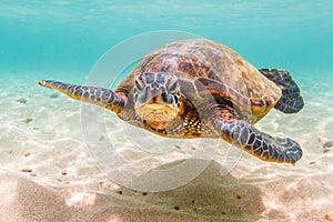 Hawaiian Green Sea Turtle cruising in the warm waters of the Pacific Ocean