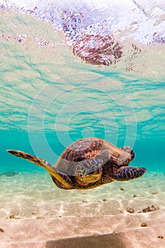 Hawaiian Green Sea Turtle cruising in the warm waters of the Pacific Ocean