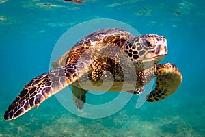 Hawaiian Green Sea Turtle cruising in the warm waters of the Pacific Ocean