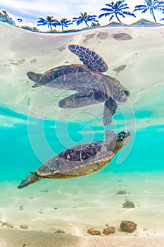 Hawaiian Green Sea Turtle cruising in the warm waters of the Pacific Ocean