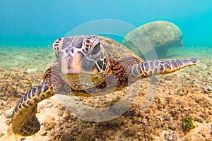 Hawaiian Green Sea Turtle cruising in the warm waters of the Pacific Ocean