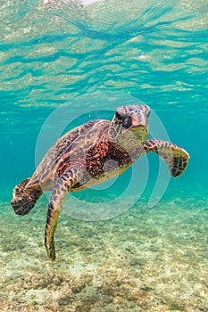 Hawaiian Green Sea Turtle cruising in the warm waters of the Pacific Ocean