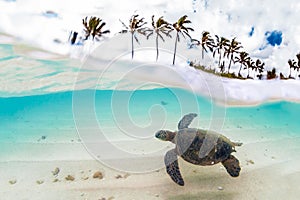 Hawaiian Green Sea Turtle cruising in the warm waters of the Pacific Ocean