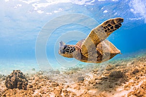 Hawaiian Green Sea Turtle cruising in the warm waters of the Pacific Ocean