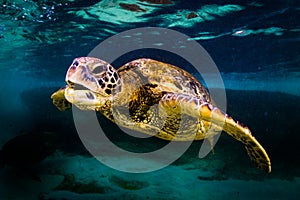 Hawaiian Green Sea Turtle cruising in the warm waters of the Pacific Ocean