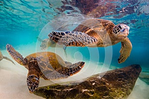 Hawaiian Green Sea Turtle cruising in the warm waters of the Pacific Ocean