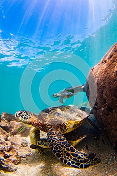 Hawaiian Green Sea Turtle cruising in the warm waters of the Pacific Ocean