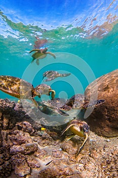 Hawaiian Green Sea Turtle cruising in the warm waters of the Pacific Ocean